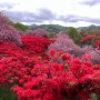 4월 꽃축제 전주여행 완산칠봉꽃동산 실시간 주차