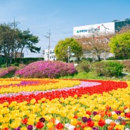 청주 봄꽃여행 무심천 튤립 봄날에 예쁜 꽃구경