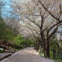 월미공원 벚꽃 물범카 운행시간 요금표 전통정원체험