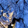 경주 안강 풍산 벚꽃길 야경, 경주 숨은 벚꽃 명소 주차장 위치