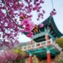 사천 청룡사 겹볒꽃 축제 경남겹벚꽃 명소