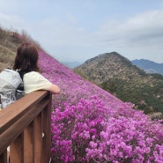 경남 창원 천주산 등산 진달래 군락지 명소 등산코스 - 봄 경남 가볼만한 곳 추천