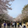 인천대공원 벚꽃 - 인천2호선 인천대공원역