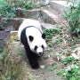 [중국 청두] 세계 최대 팬더 인공 번식장, 청두 팬더연구기지