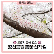 [🌸고양시 봄꽃 명소] 친구와 걷고 싶을 길, 강선공원 봄꽃 산책길