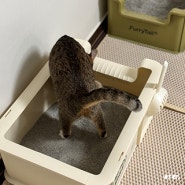 예쁜 고양이 화장실 퓨리테일 캠프사이트 대형 후기