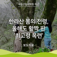 [국립산림과학원 지금] 한라산 봄의 전령, 올해도 활짝 핀 ‘최고령 목련’
