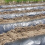 4월 주말농부 고구마 심기 준비 / 비닐 멀칭 하기