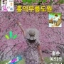 ~2024~ 홍익낱~봄앓이.? 홍춘본~봄풍광.!