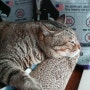 초심으로 돌아간 14년 차 고양이 집사 픽 효자템 "마이도미넌트 고양이모래'