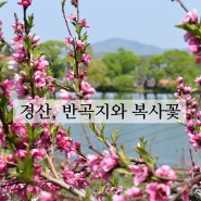 경산 반곡지 사진찍기좋은 녹색명소 (ft: 다시찾고싶은 곳)