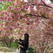[하교사]경북 김천 환상적인 겹벚꽃 꽁꽁 숨겨놓고 싶은 숨은 명소 주차/개화정도/예쁘게 사진 찍는 꿀팁