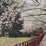 [벚꽃축제]에덴벚꽃길 벚꽃축제! 올해 마지막 벚꽃구경했어요