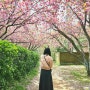 부산 겹벚꽃 명소 개화시기 데이트하기 좋은 민주공원