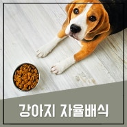 강아지 자율배식 밥을 잘 안먹는다면?
