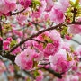 일본 오사카 조폐국에서 겹벚꽃 나들이 2024년 4월 7일 방문