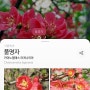 쉽고 간편한 꽃이름 꽃검색 식물이름찾기 앱 버픽