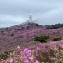 대구 비슬산 참꽃 진달래 등산코스 및 개화상태