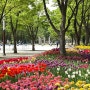 봄 나들이 | 2024 서울숲 튤립 축제🌷