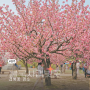경주꽃구경 불국사겹벚꽃 실시간 주차팁 포토존 위치 4월 17일 방문후기