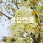 신비로운 청겹벚꽃 거제옥포조각공원 벚꽃명소