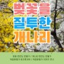 벚꽃을 질투한 개나리 - 한강공원 역사 페스티벌