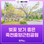[용인여행] 보정동 카페거리 근처 벚꽃 보기 좋은 죽전중앙근린공원