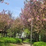 겹벚꽃 점심산책