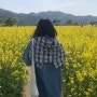 4월 봄에 꼭 여기 가세요! 경남 창녕 남지 낙동강 유채꽃 축제 나들이