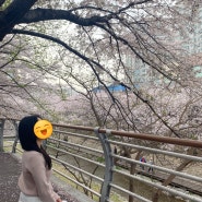[울산] 4월 벚꽃 명소 추천 무거천
