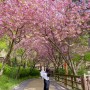 대전 겹벚꽃 튤립 명소 오월드 방문 후기