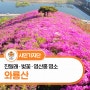 대구 봄꽃 명소 와룡산 진달래 영산홍 군락지
