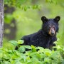 미국, 버지니아 주, 셰넌도어 국립공원, 어린 흑곰(American black bear cub, Shenandoah National Park, Virginia, USA)