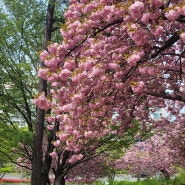 울산 겹벚꽃 명소 봄나들이 장소
