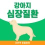 [송파 동물병원] 강아지 심장질환/심장병에 대하여 차근차근 알아볼까요?