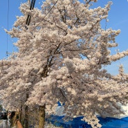 천안 원성천 산책 벚꽃명소