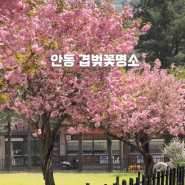 안동 겹벚꽃 명소 실시간 개화상황 경북 안동 4월 가볼만한 곳