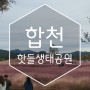 [합천]이름도 독특한 핫들생태공원에 가면 핑크뮬리가 가득!!