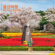 울산 여행 봄꽃 튤립 울산대공원 튤립정원