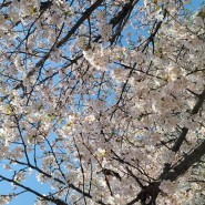 [차박] 강원도 홍천 / 보리울오토캠핑장 벚꽃 캠핑