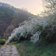율목수목원 봄나들이 파주명소
