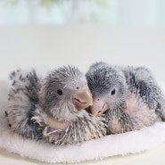 블루퀘이커 아기새와 머브빗창이 아기들