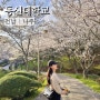 전남 나주벚꽃 동신대, 영산강 벚꽃드라이브