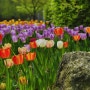 튤립(Tulip) 만발한 인천대공원^^