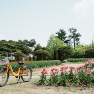 대전 가볼 만한 피크닉 명소 유림공원 튤립 이어 겹벚꽃