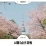 벚꽃으로 물든 나무심기 활동 장소, 서울 남산
