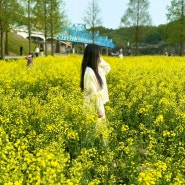 [창녕 가볼만한곳] 매년 4월 경남 유채꽃 명소 낙동강유채꽃축제 기간 이후에도 행사는 계속된다~!!!