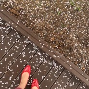 금강 로하스 대청공원 벚꽃도 보고 소풍 오기 좋은 공원