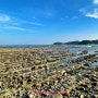 미야자키 여행 14: 아오시마 섬, 아오시마 신사, 신기한 도깨비 빨래판