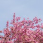 월곡역사공원 겹벚꽃 4월 17일 개화 현황 화사한 분홍색으로 물든 곳 대구 겹벚꽃 맛집